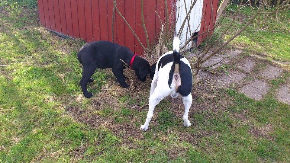 Blanding af racer Snowie - Kom, prøv at snus, det er her jeg plejer at tisse .... :-) billede 5