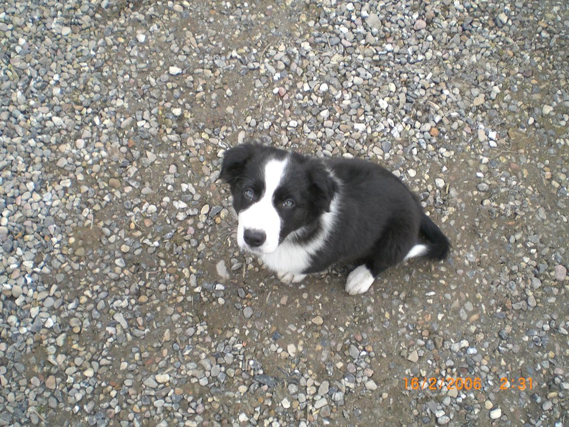 Border collie Futte billede 3
