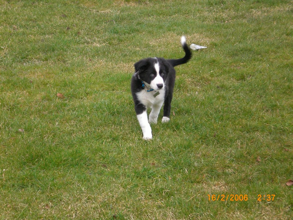Border collie Futte billede 2