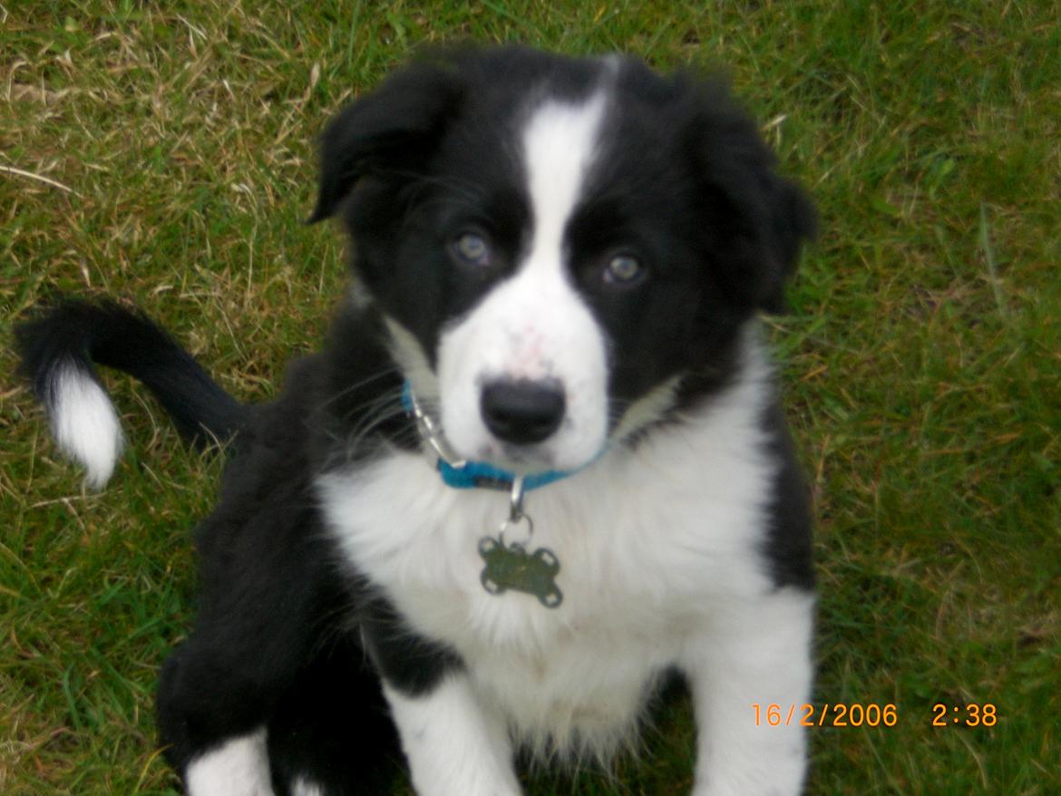 Border collie Futte billede 4