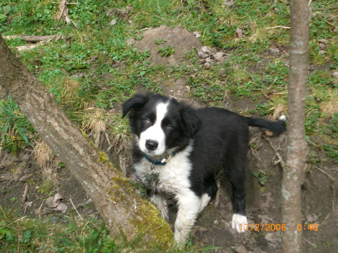 Border collie Futte - man blir mudret af at være i engen :-D billede 5