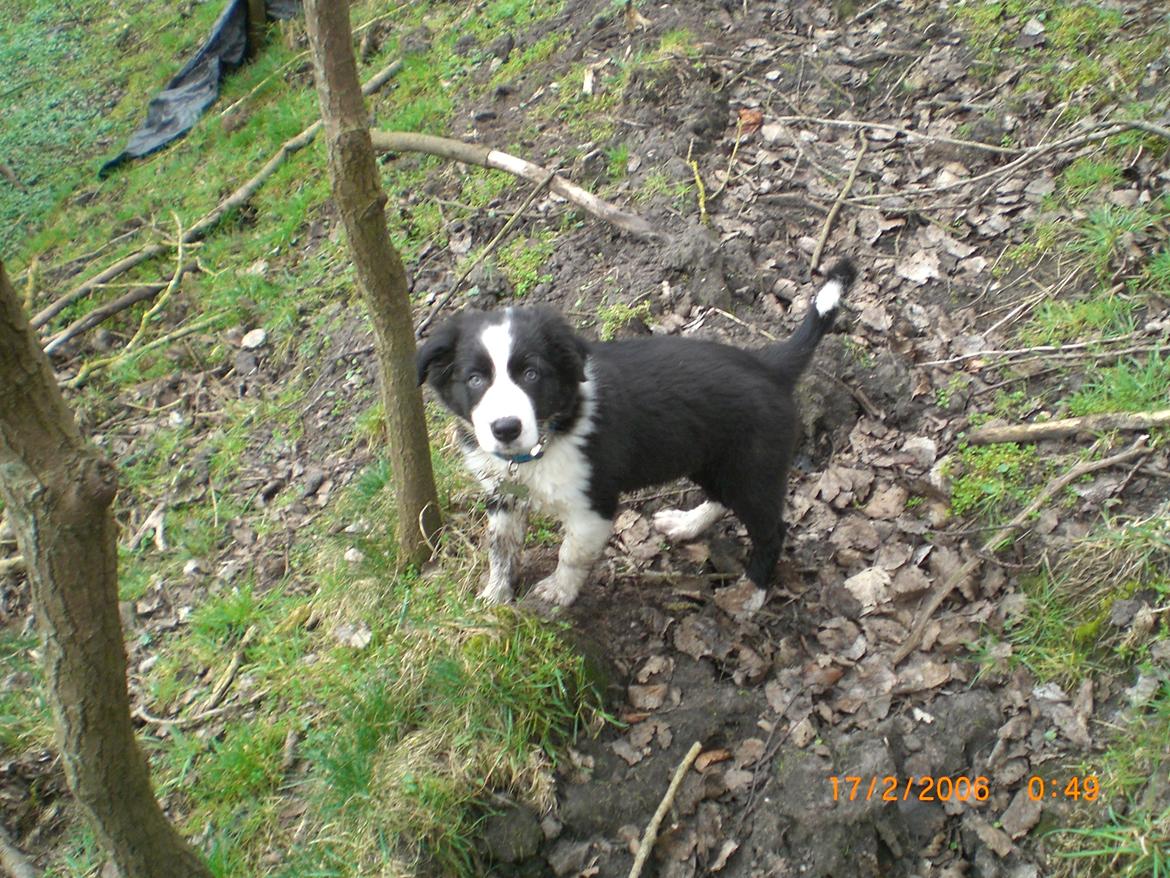 Border collie Futte billede 6