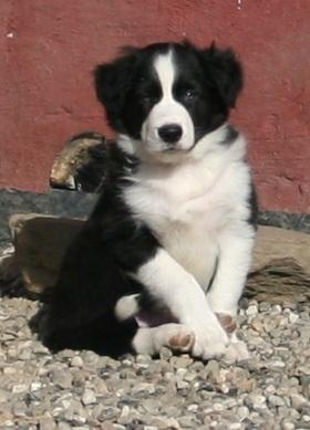 Border collie Futte - 8 uger. billede 7