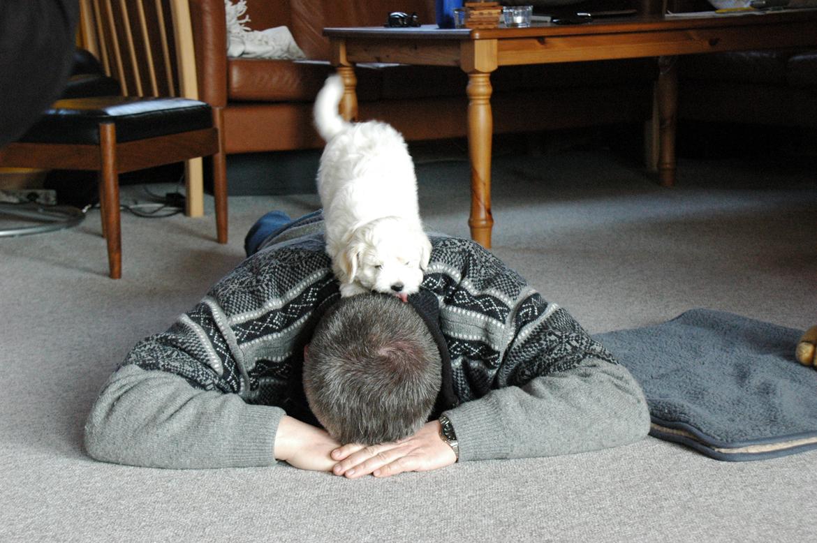 Coton de tulear Oskar - Far leger med Oskar (; billede 11