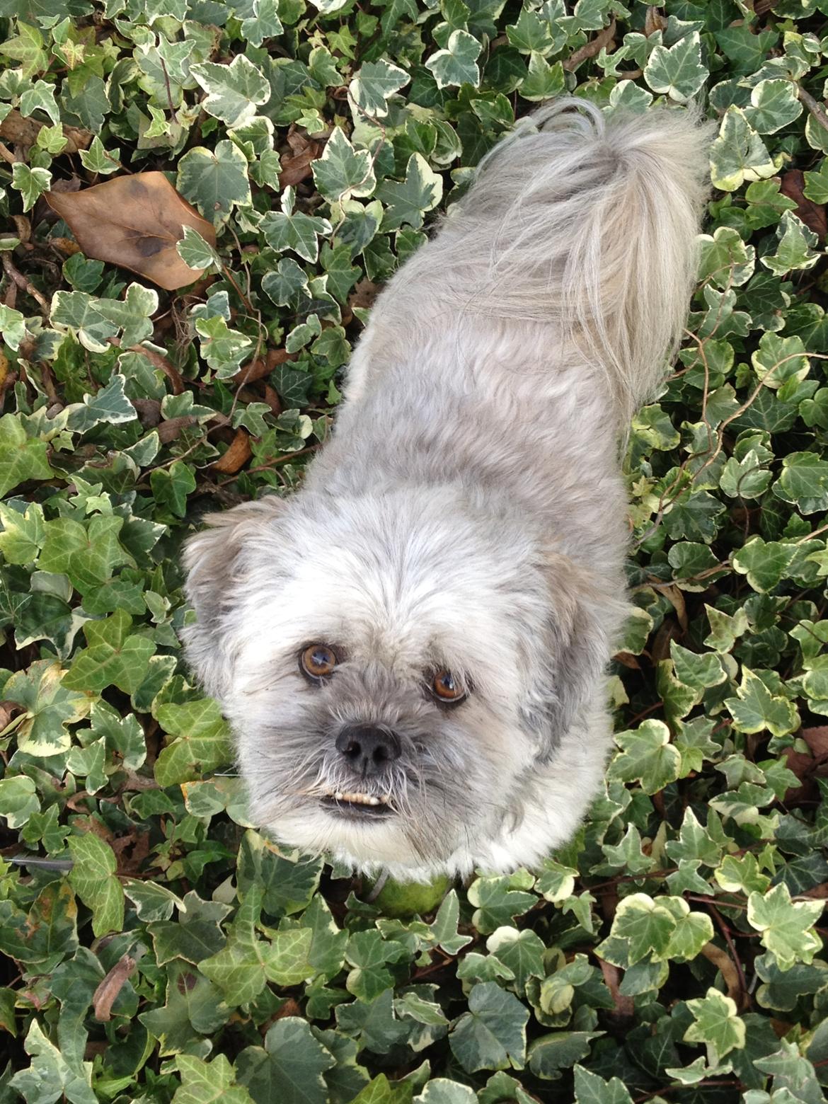 Lhasa apso Oskar billede 12