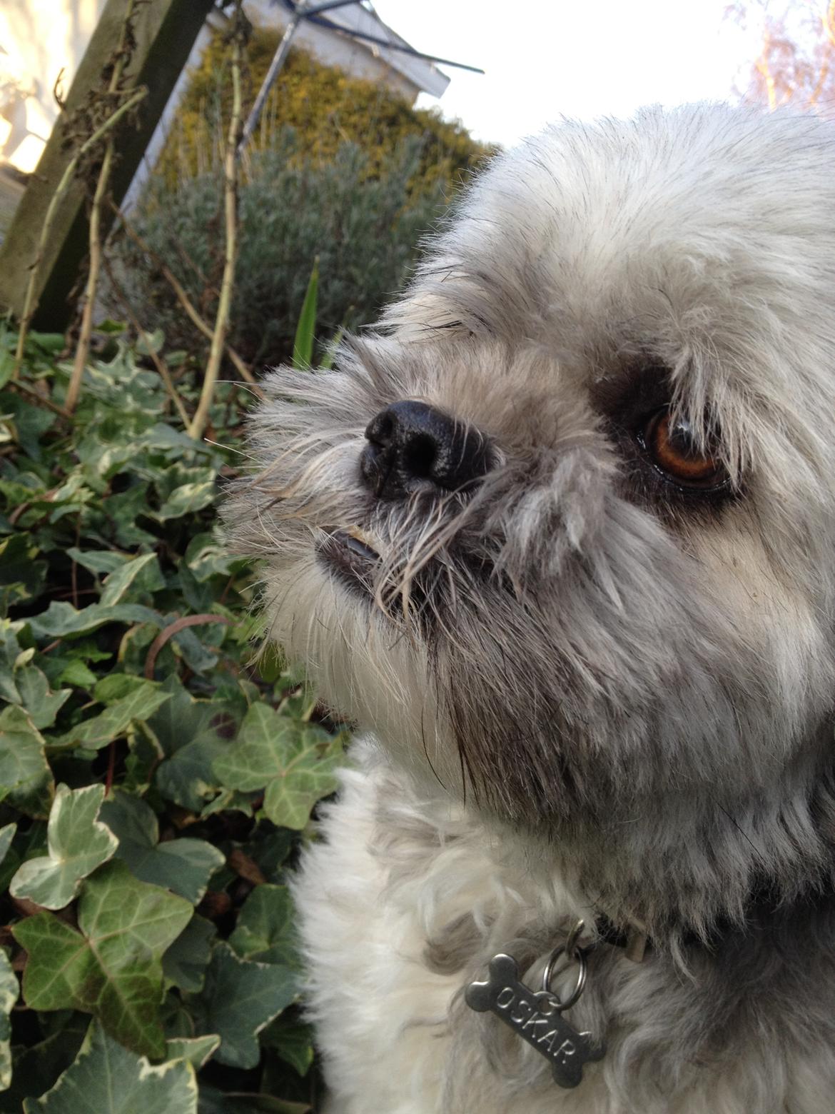 Lhasa apso Oskar - Beautyful dog! billede 13