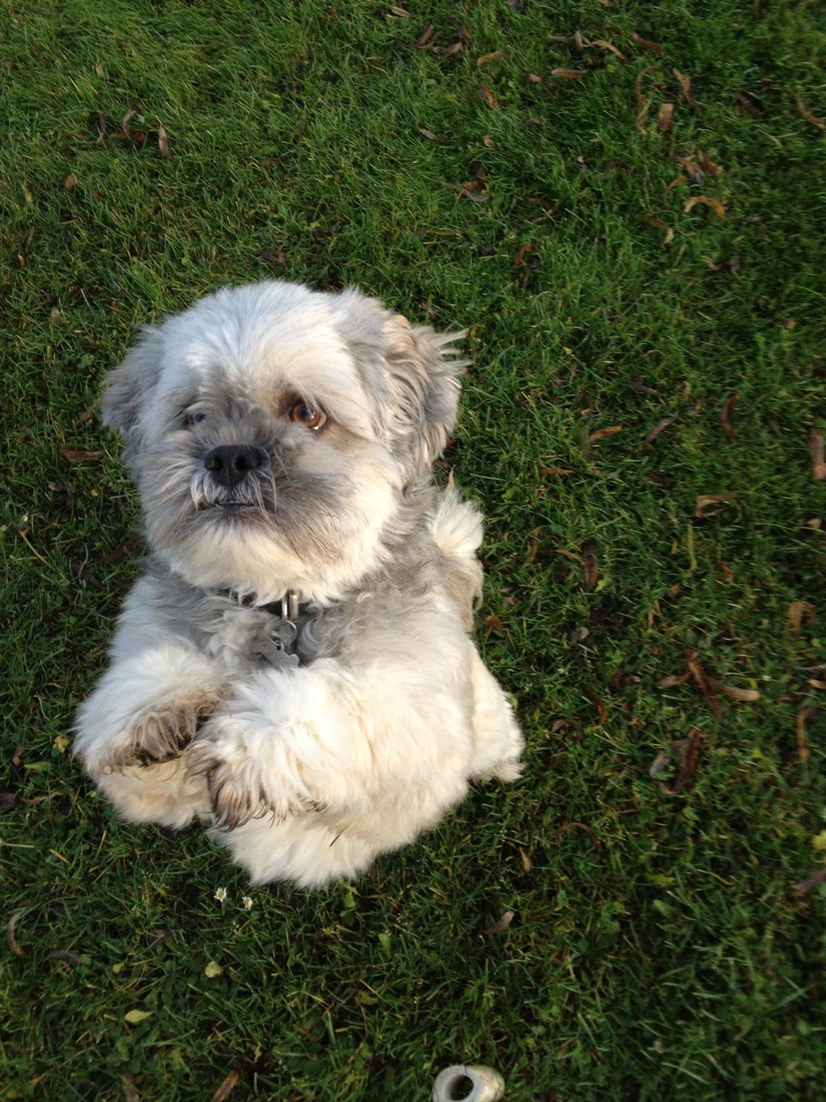 Lhasa apso Oskar - Hejsa! billede 1