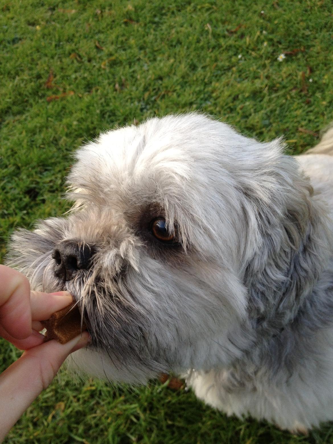Lhasa apso Oskar - Hans yngling godbid billede 14