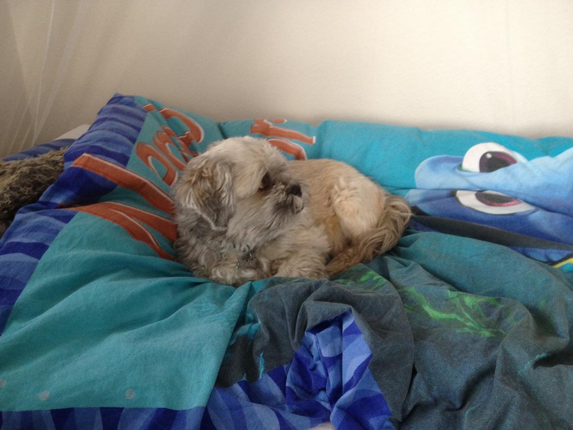 Lhasa apso Oskar - Der er hunde i fjernsynet billede 15