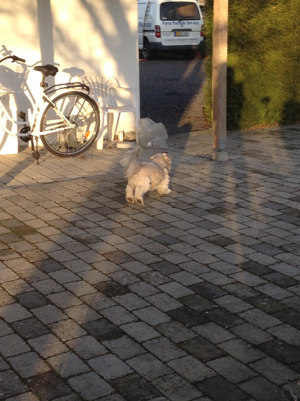 Lhasa apso Oskar - Fuld fart frem! billede 16