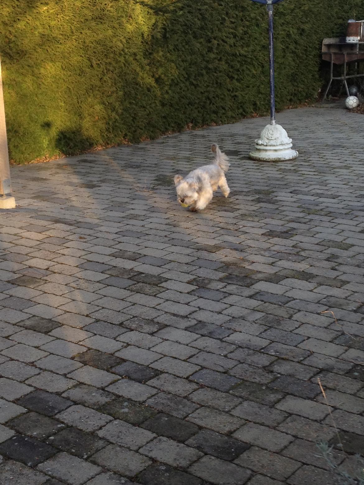 Lhasa apso Oskar - Og tilbage igen. billede 17