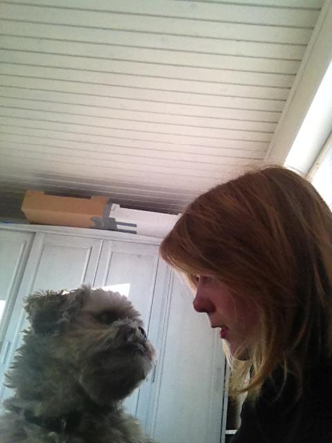 Lhasa apso Oskar billede 18