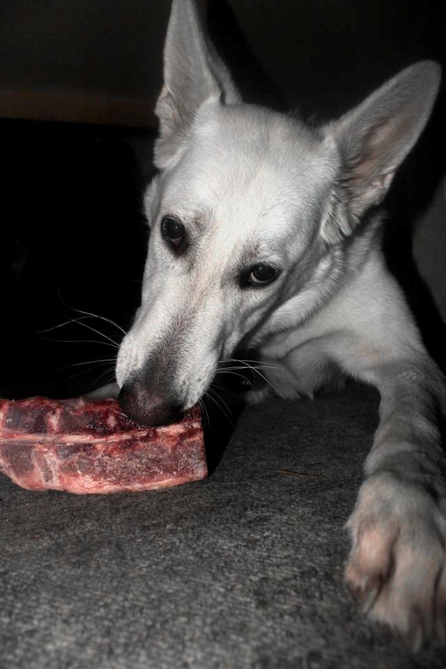 Hvid schæfer Jinx - Mmh BEN-DAG!  billede 2