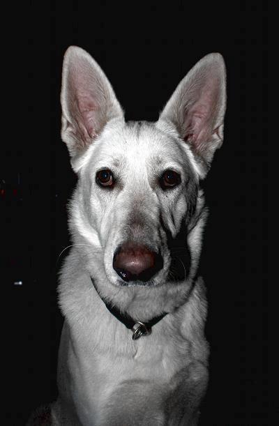 Hvid schæfer Jinx billede 3