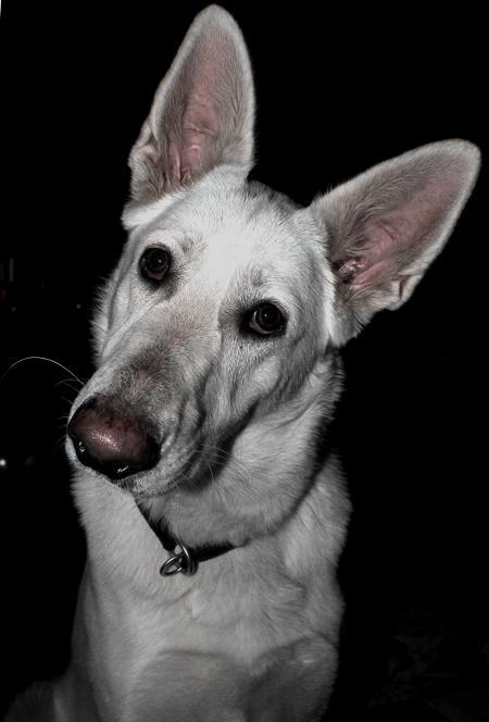 Hvid schæfer Jinx billede 1