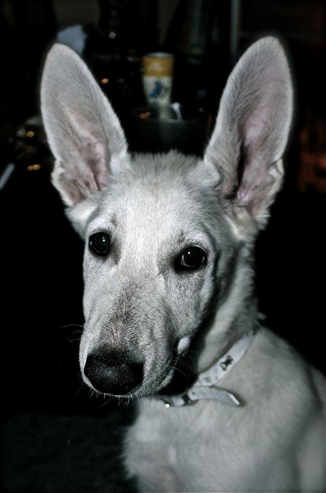 Hvid schæfer Jinx - Vapse Jinx :D billede 4