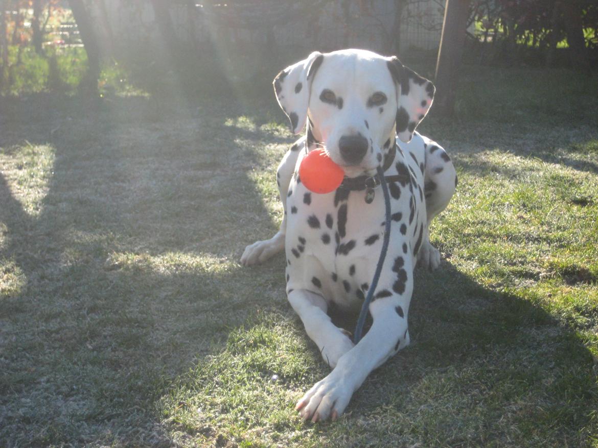 Dalmatiner Freya billede 1