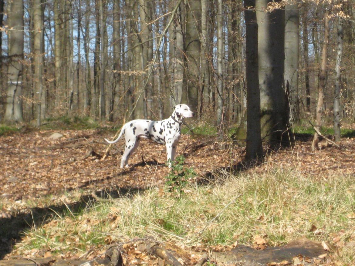 Dalmatiner Freya billede 20