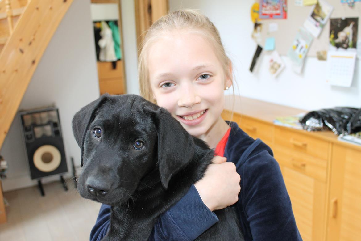 Blanding af racer Fredenslund's Andy - Andy med min kusine - 10 uger billede 11