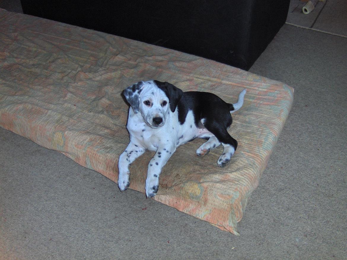 Blanding af racer Pixie (Miss Piggy) billede 3