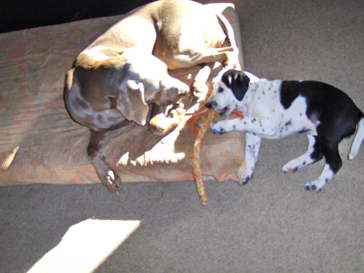 Blanding af racer Pixie (Miss Piggy) - Driller Freja. billede 4