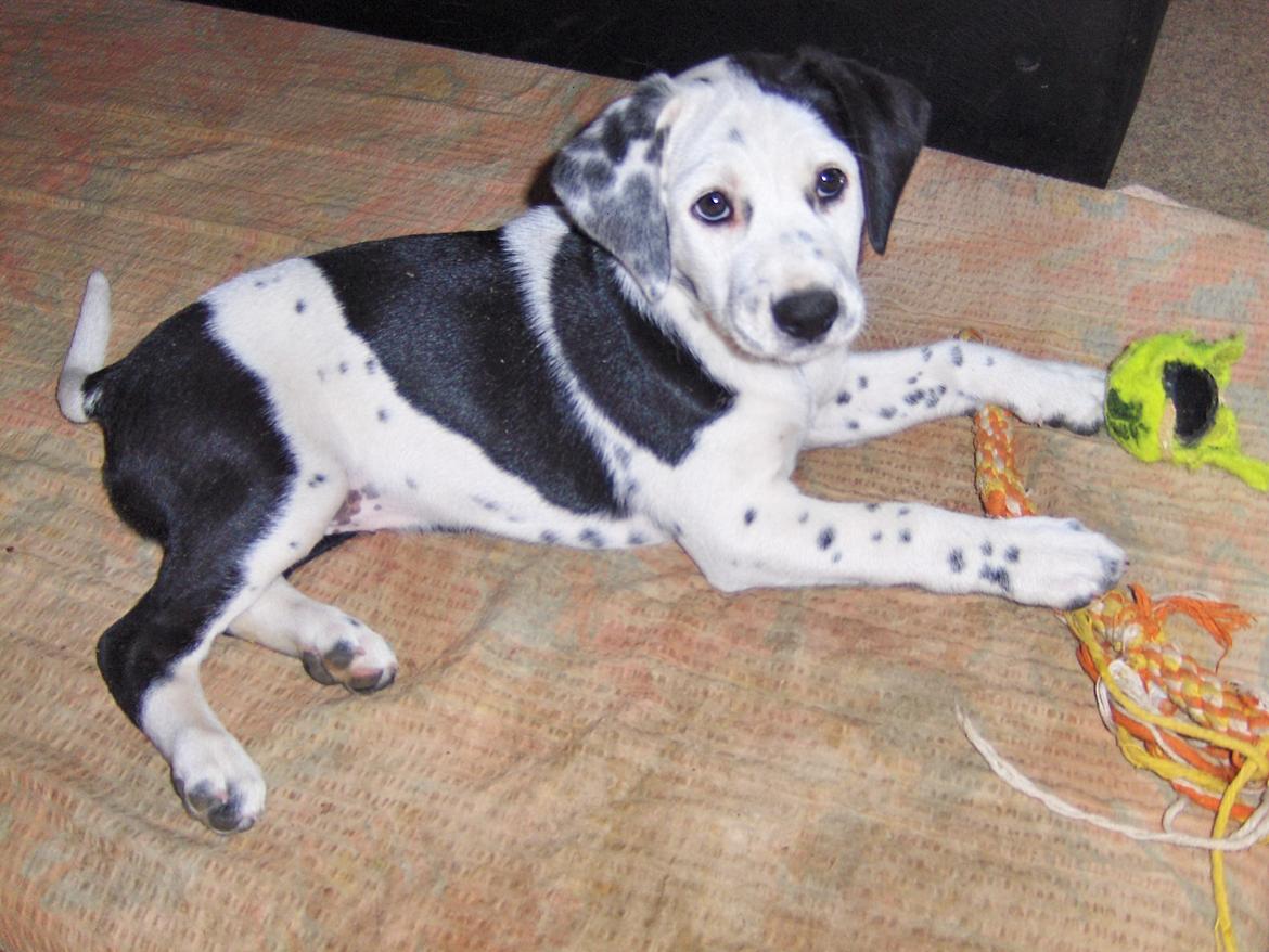 Blanding af racer Pixie (Miss Piggy) billede 5