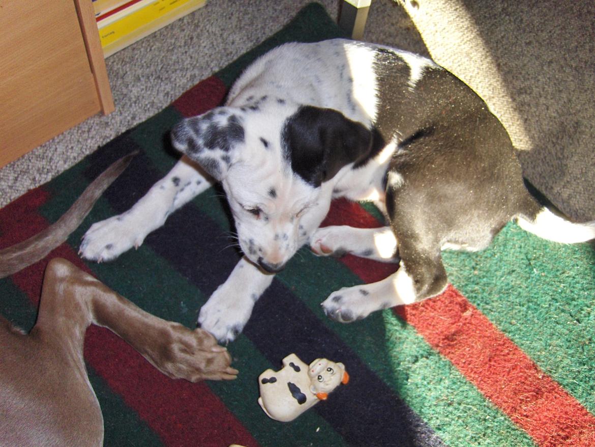 Blanding af racer Pixie (Miss Piggy) billede 6