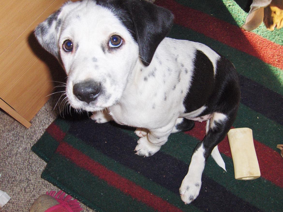 Blanding af racer Pixie (Miss Piggy) billede 7