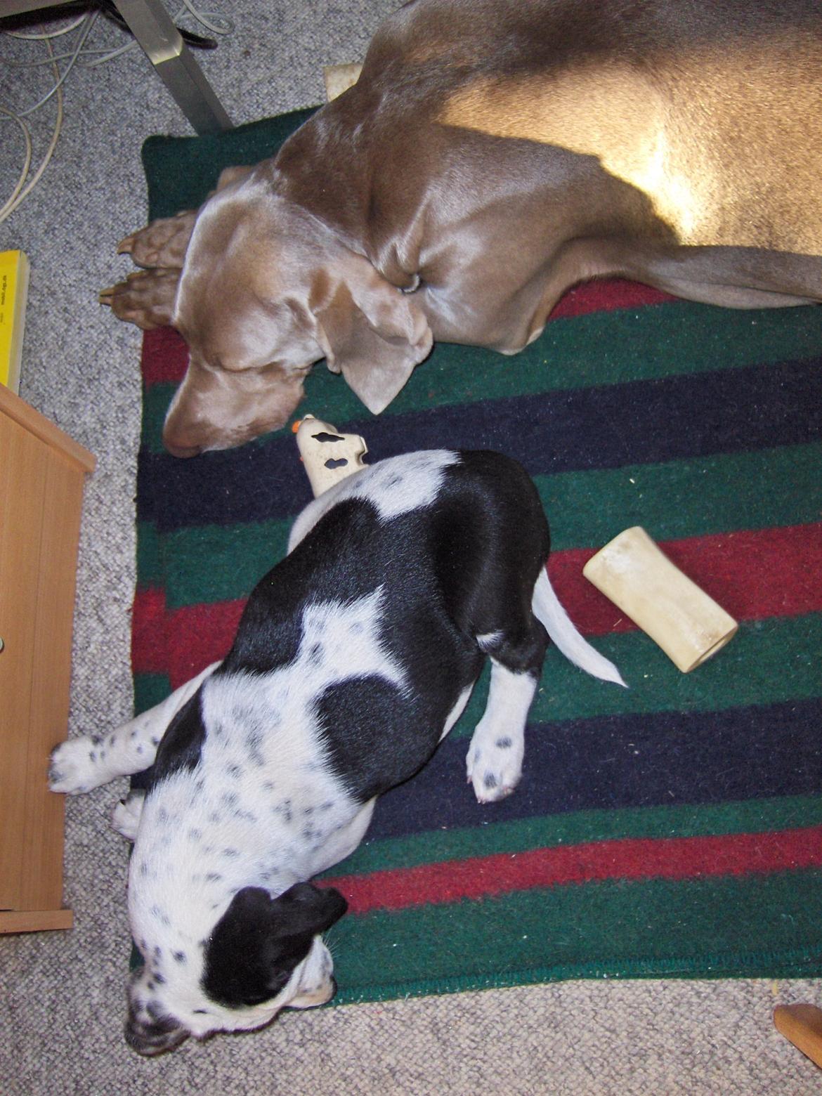 Blanding af racer Pixie (Miss Piggy) - Hviler med Freja. billede 8