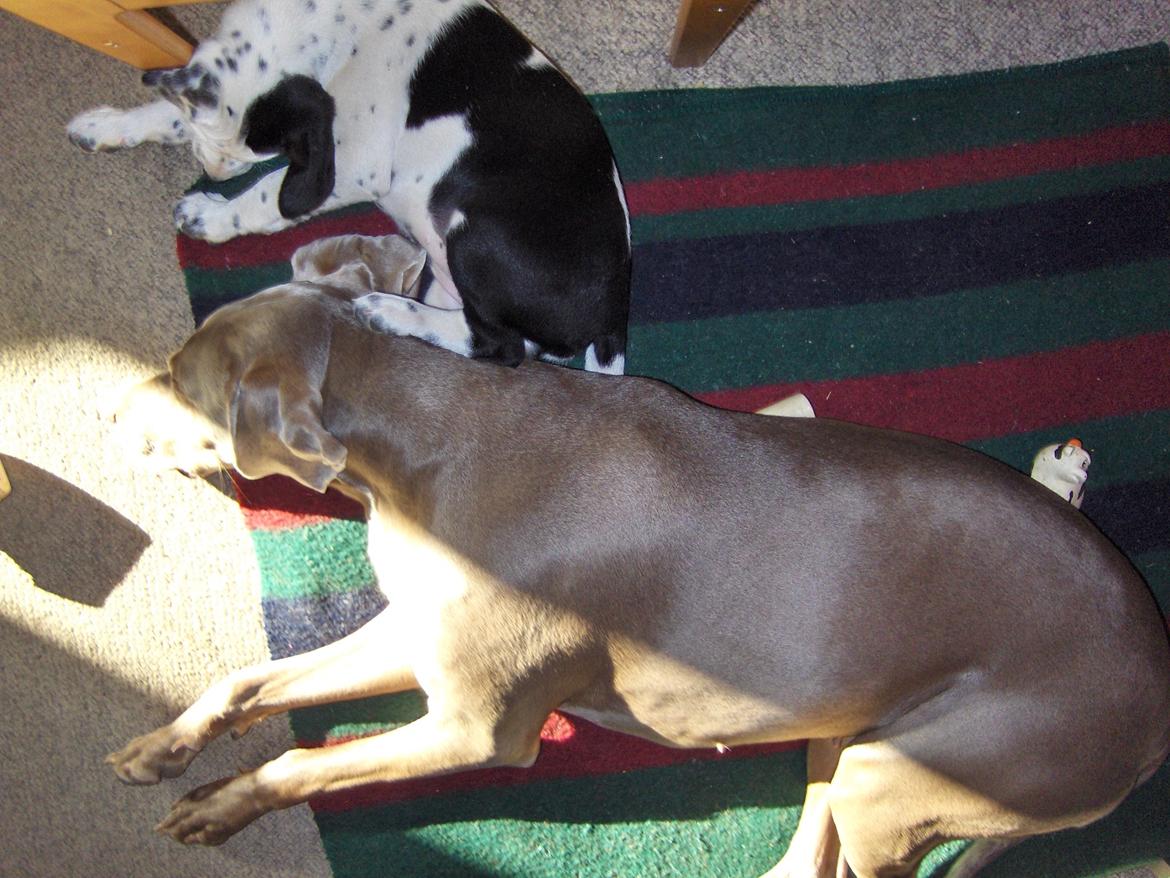 Blanding af racer Pixie (Miss Piggy) billede 9