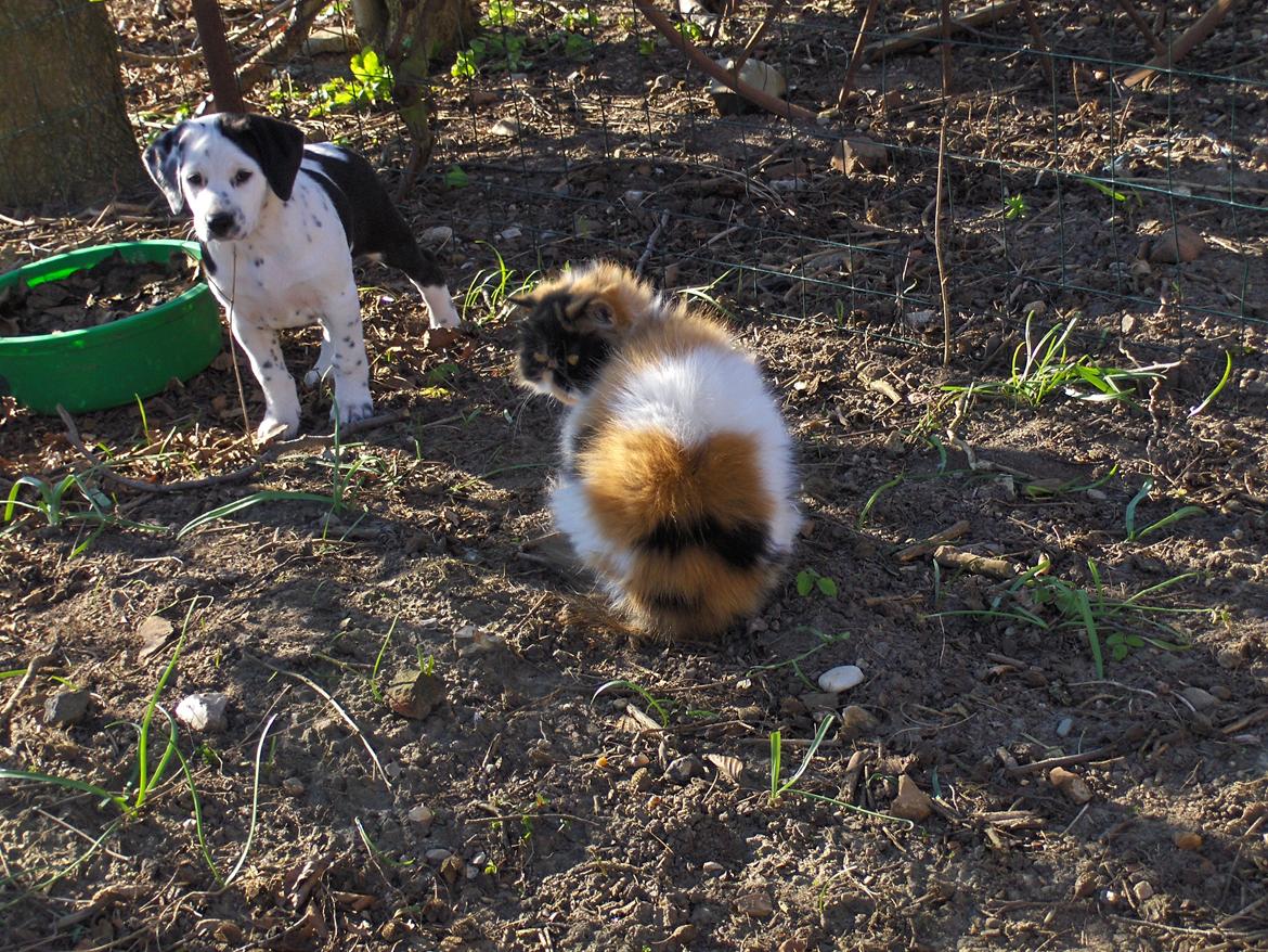 Blanding af racer Pixie (Miss Piggy) billede 10