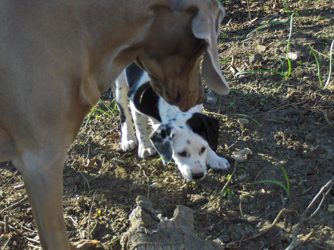 Blanding af racer Pixie (Miss Piggy) - Med Freja i haven billede 11