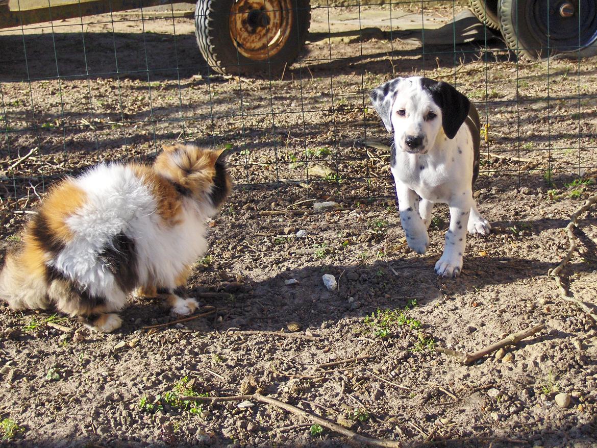 Blanding af racer Pixie (Miss Piggy) - I haven med Fie. billede 12