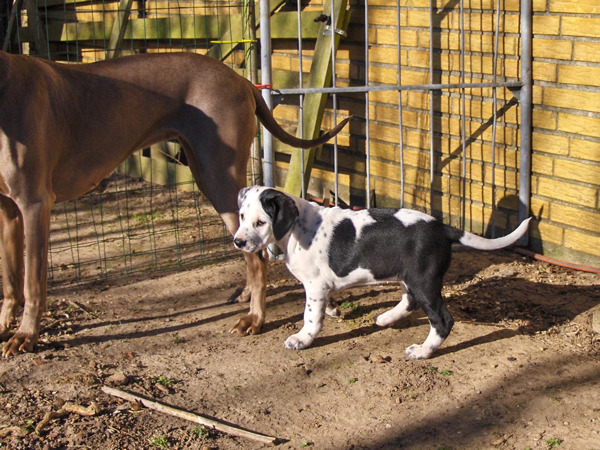 Blanding af racer Pixie (Miss Piggy) - I haven med Freja. billede 13