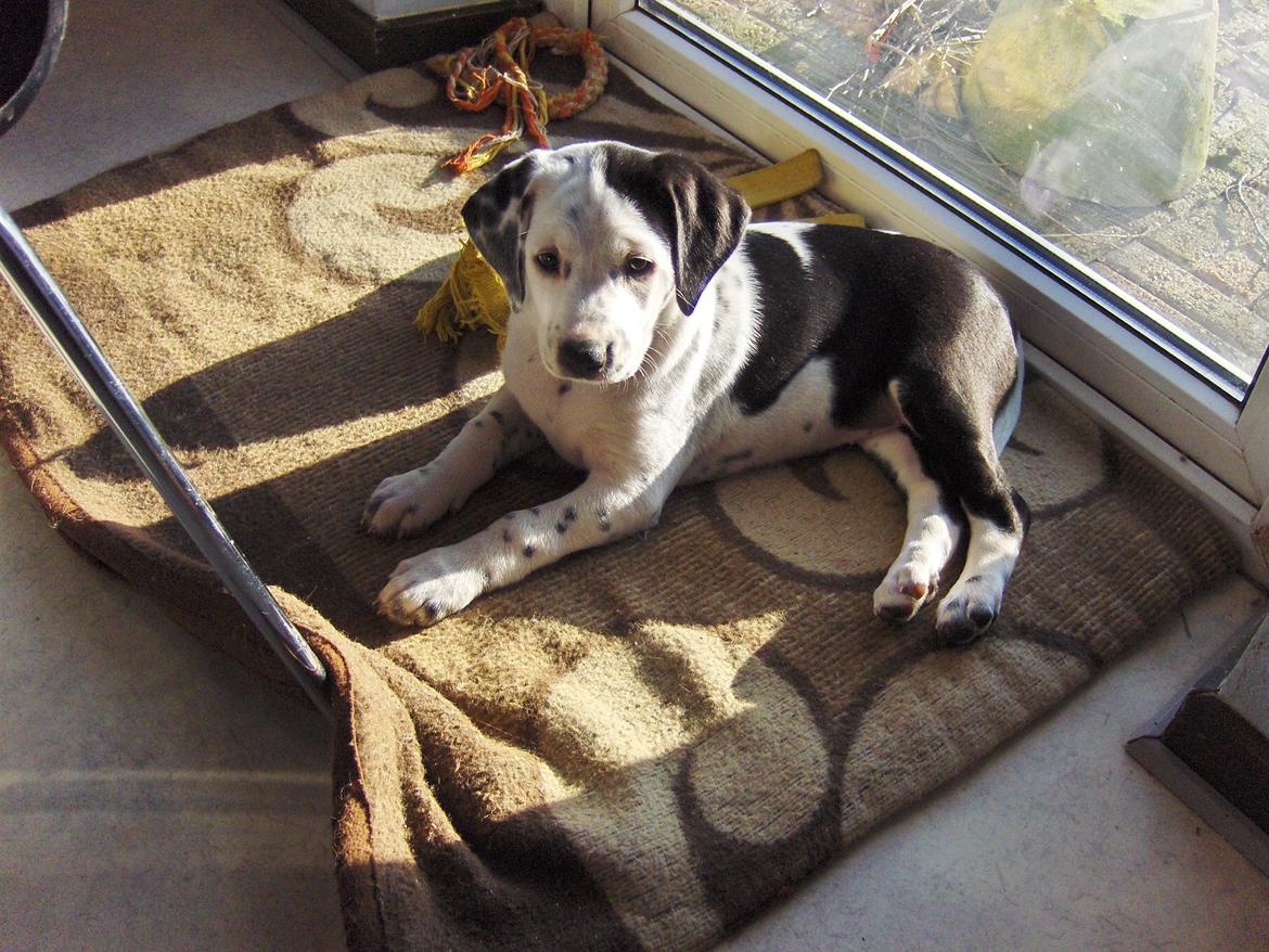 Blanding af racer Pixie (Miss Piggy) - Min ynglings plads, ved døren i solen. billede 14