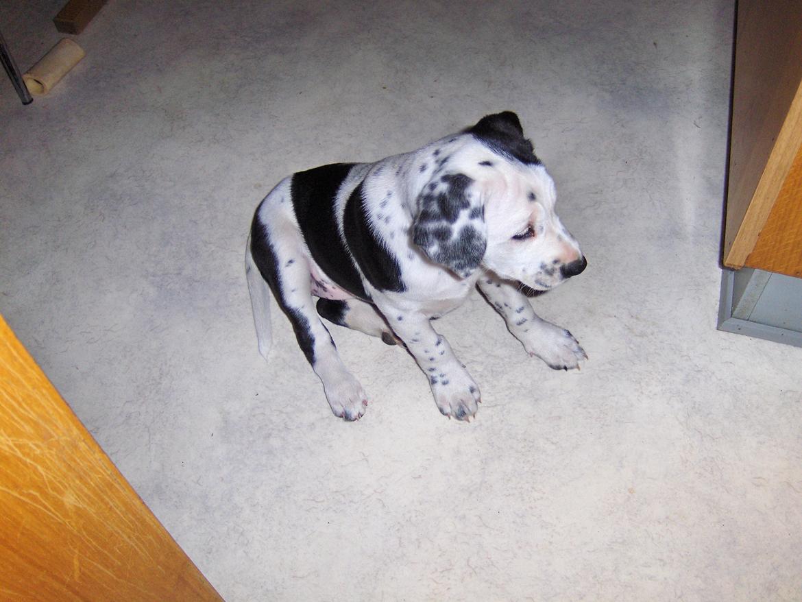 Blanding af racer Pixie (Miss Piggy) - Hvad skal jeg finde på ? billede 15