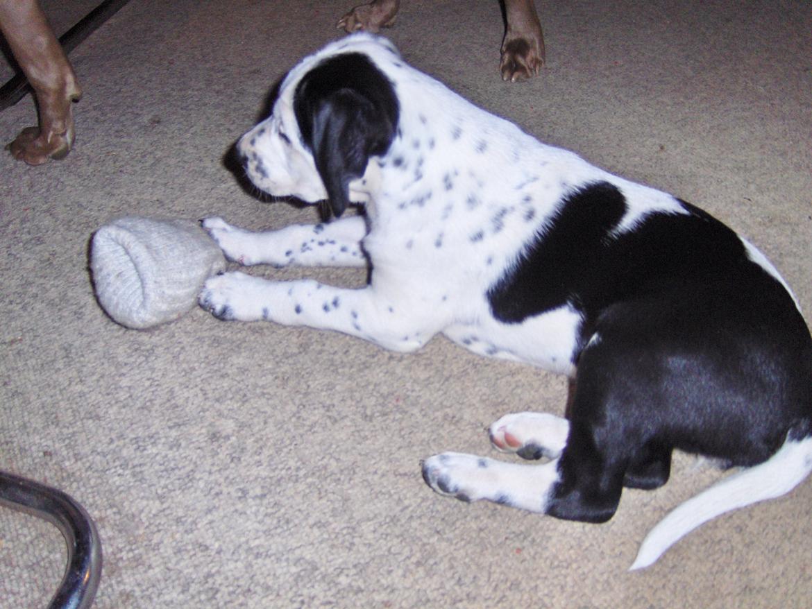 Blanding af racer Pixie (Miss Piggy) billede 2