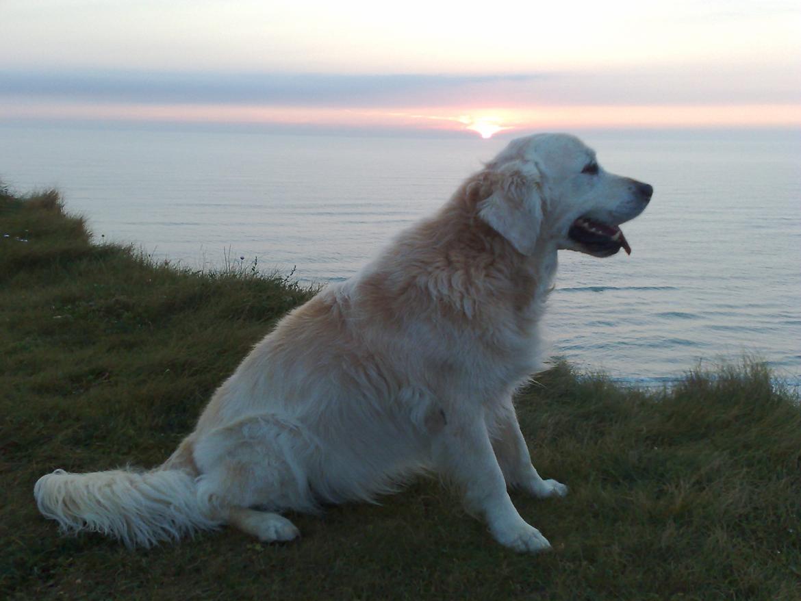 Golden retriever Chico *Himmelhunden* billede 12