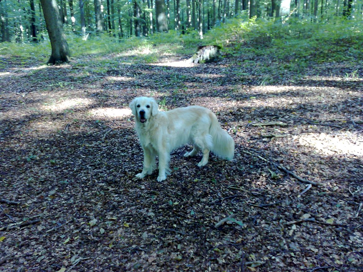 Golden retriever Chico *Himmelhunden* billede 13