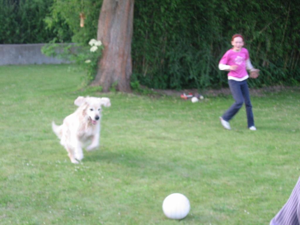 Golden retriever Chico *Himmelhunden* billede 14