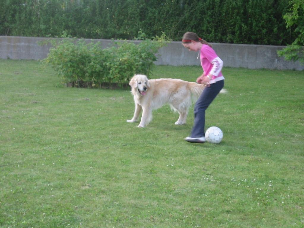 Golden retriever Chico *Himmelhunden* billede 15