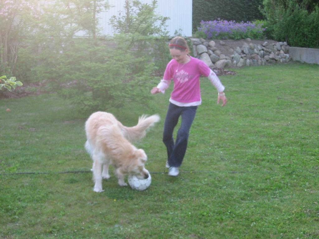 Golden retriever Chico *Himmelhunden* billede 9