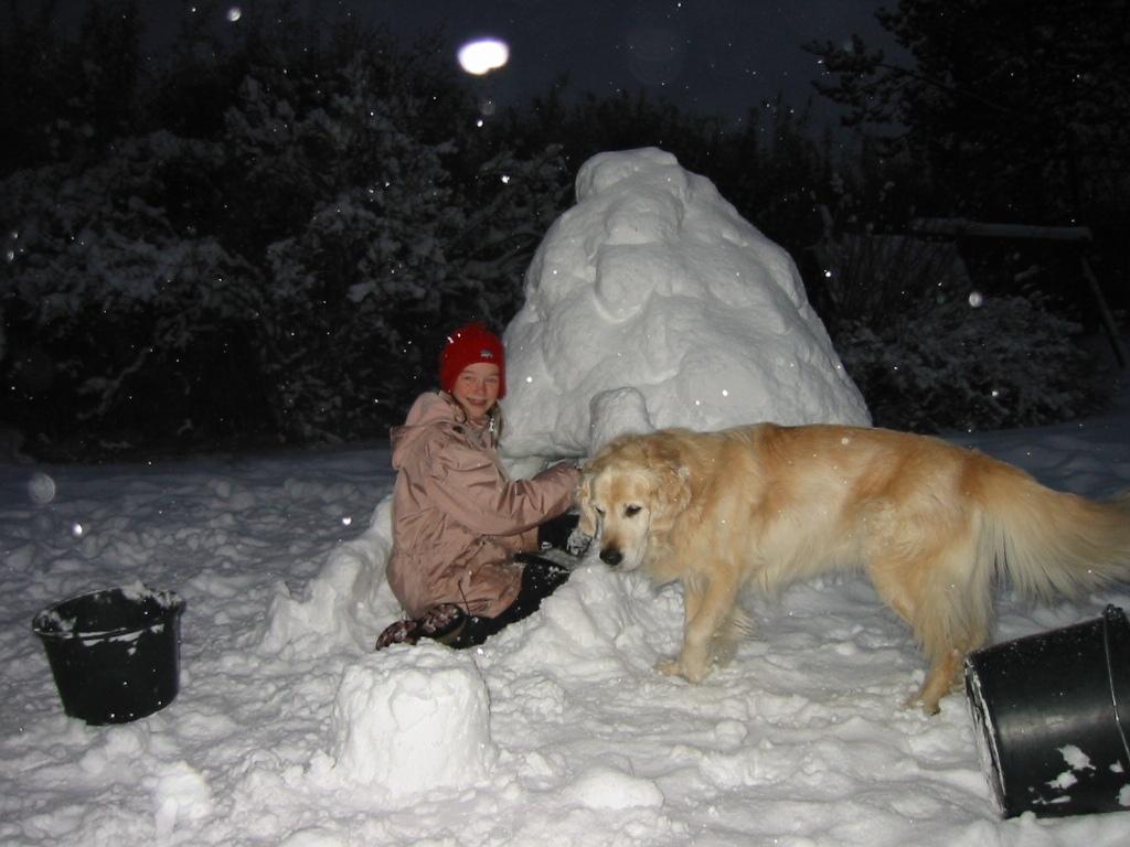 Golden retriever Chico *Himmelhunden* billede 17