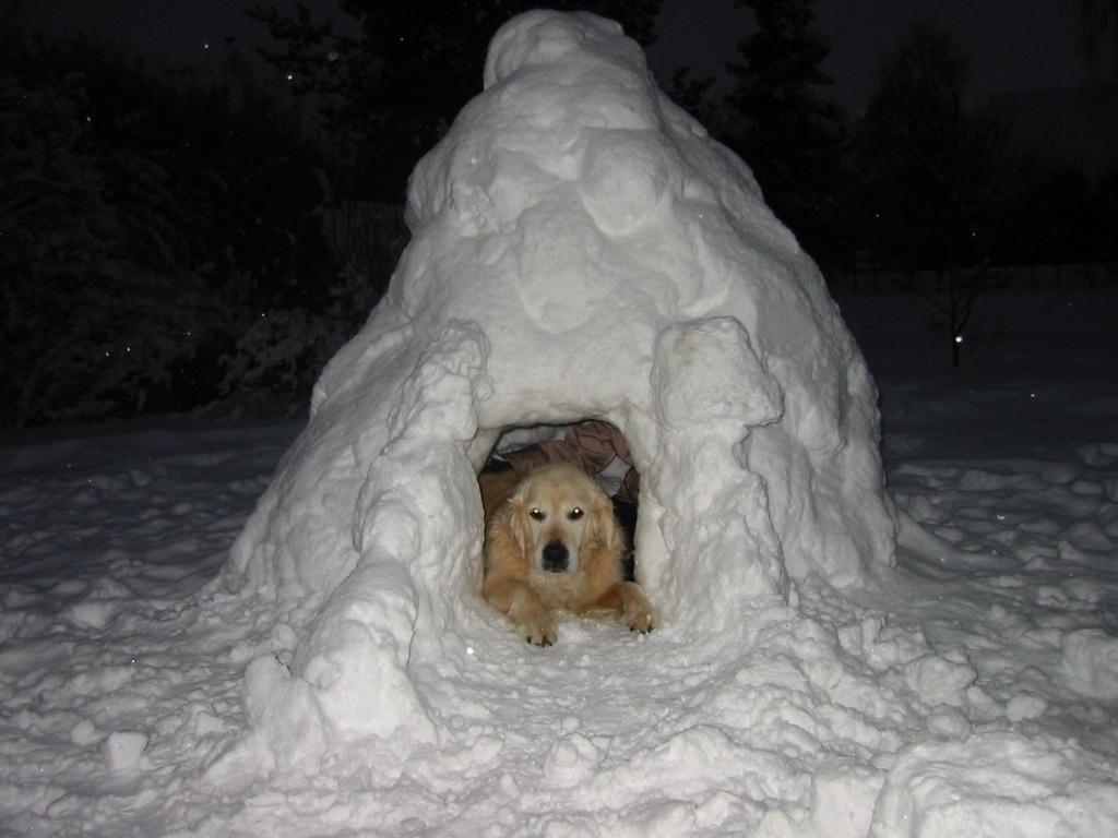 Golden retriever Chico *Himmelhunden* billede 2
