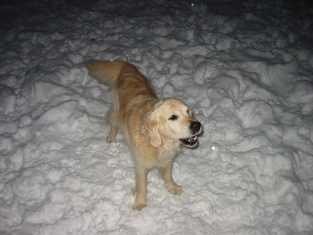 Golden retriever Chico *Himmelhunden* billede 19