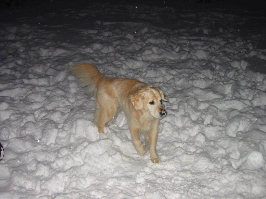 Golden retriever Chico *Himmelhunden* billede 16