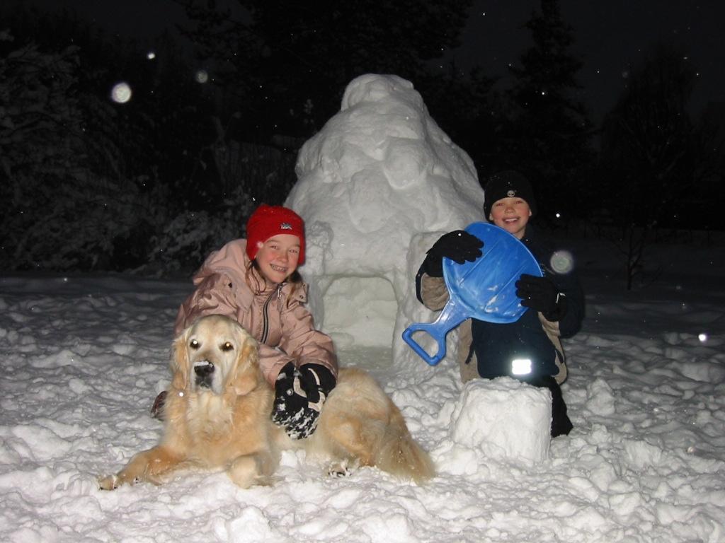 Golden retriever Chico *Himmelhunden* billede 3