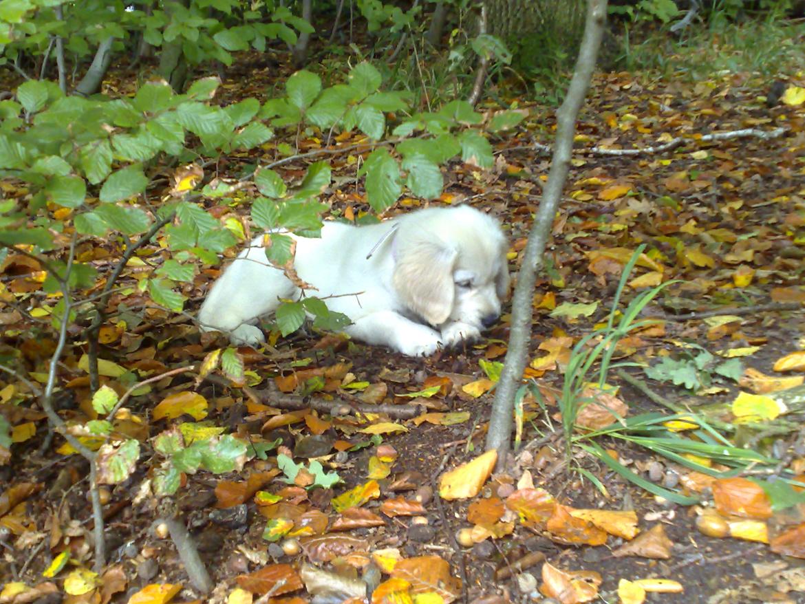 Golden retriever Méllon - "Det mit.......Hvad har jeg fanget??" billede 17