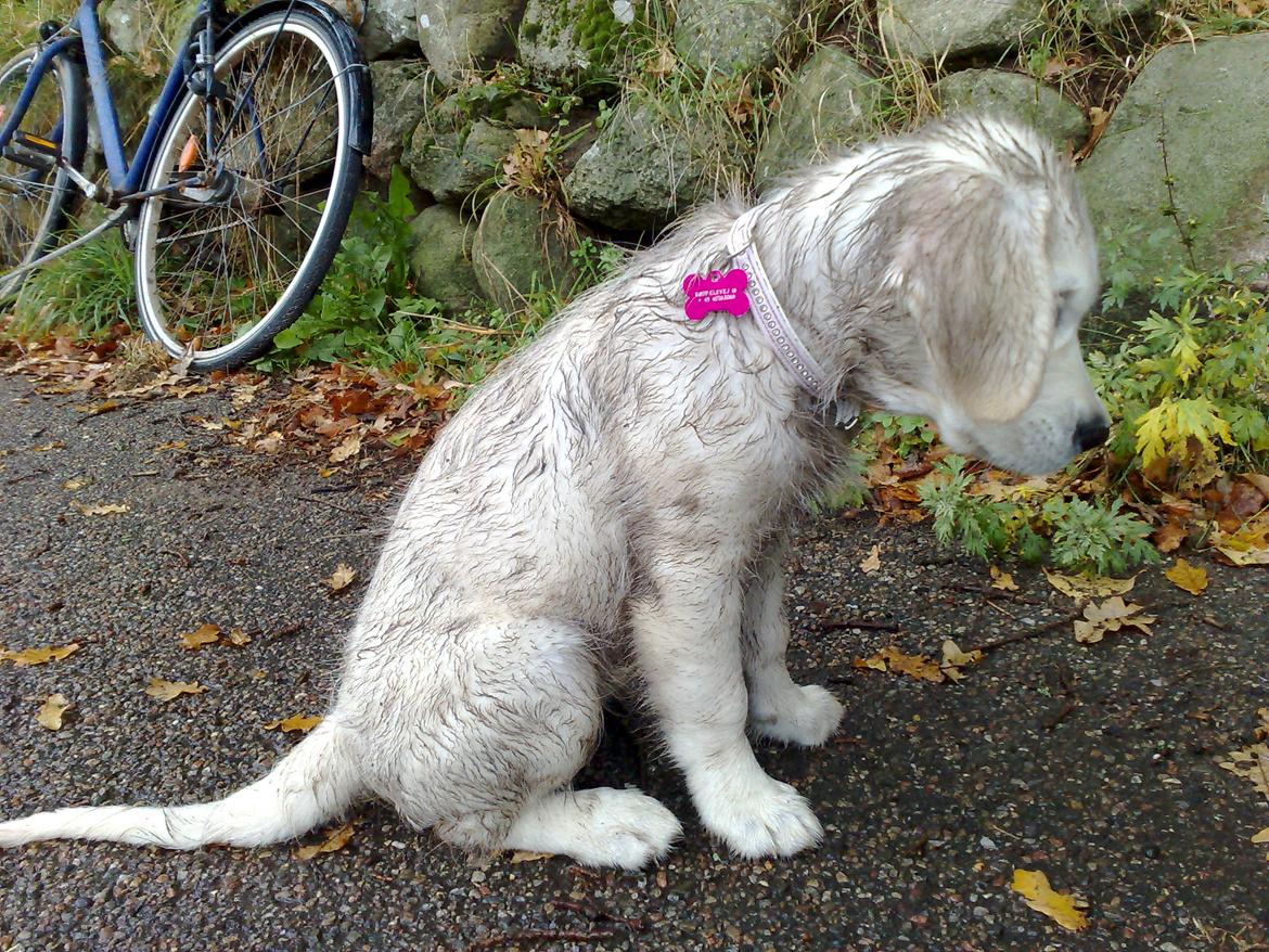 Golden retriever Méllon - "Jeg har ikke gjordt noget...." billede 19