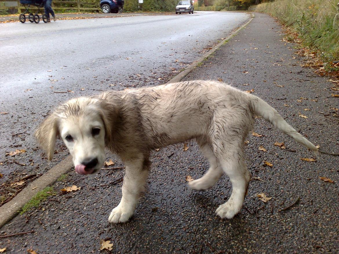 Golden retriever Méllon billede 20